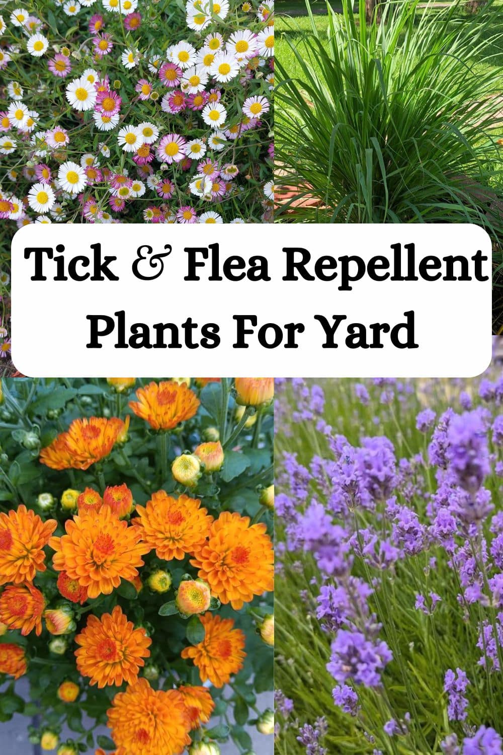 Tick And Flea Repellent Plants In Yard