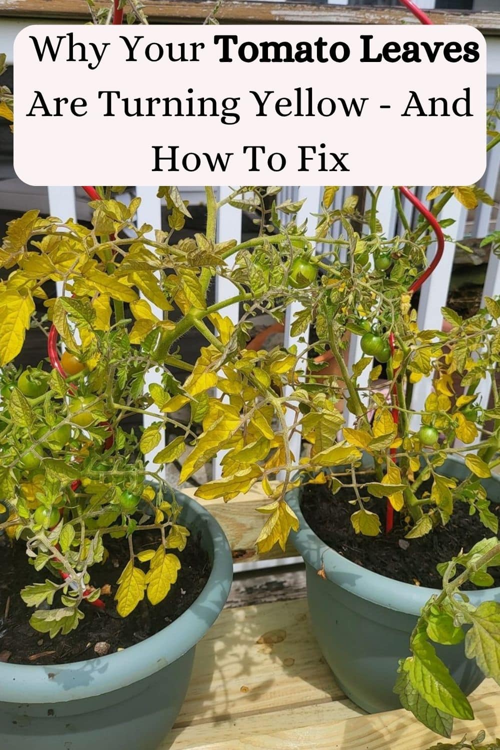 Why Your Tomato Leaves Are Turning Yellow And How To Fix