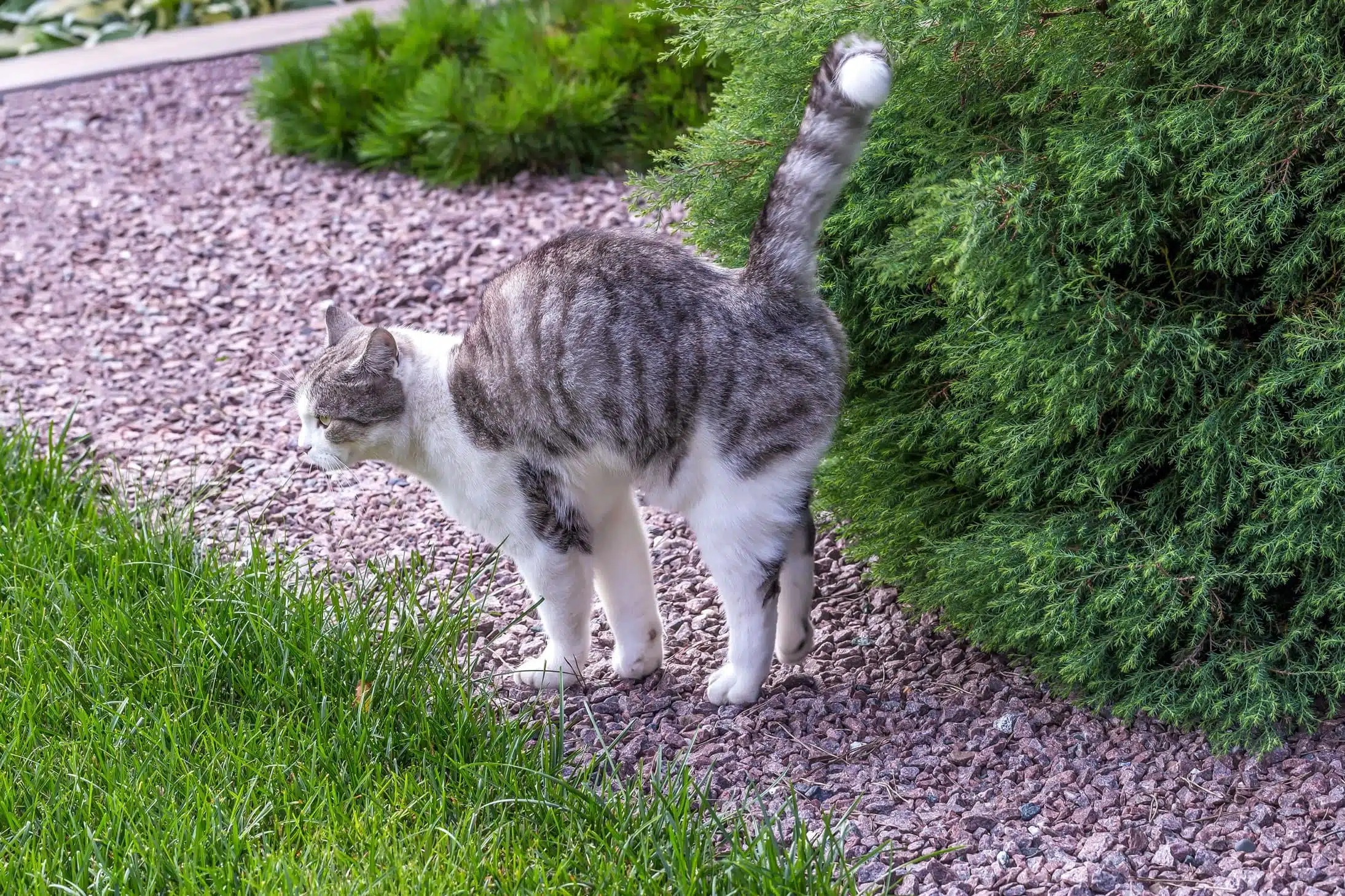 How to stop cats pooping in your garden naturally
