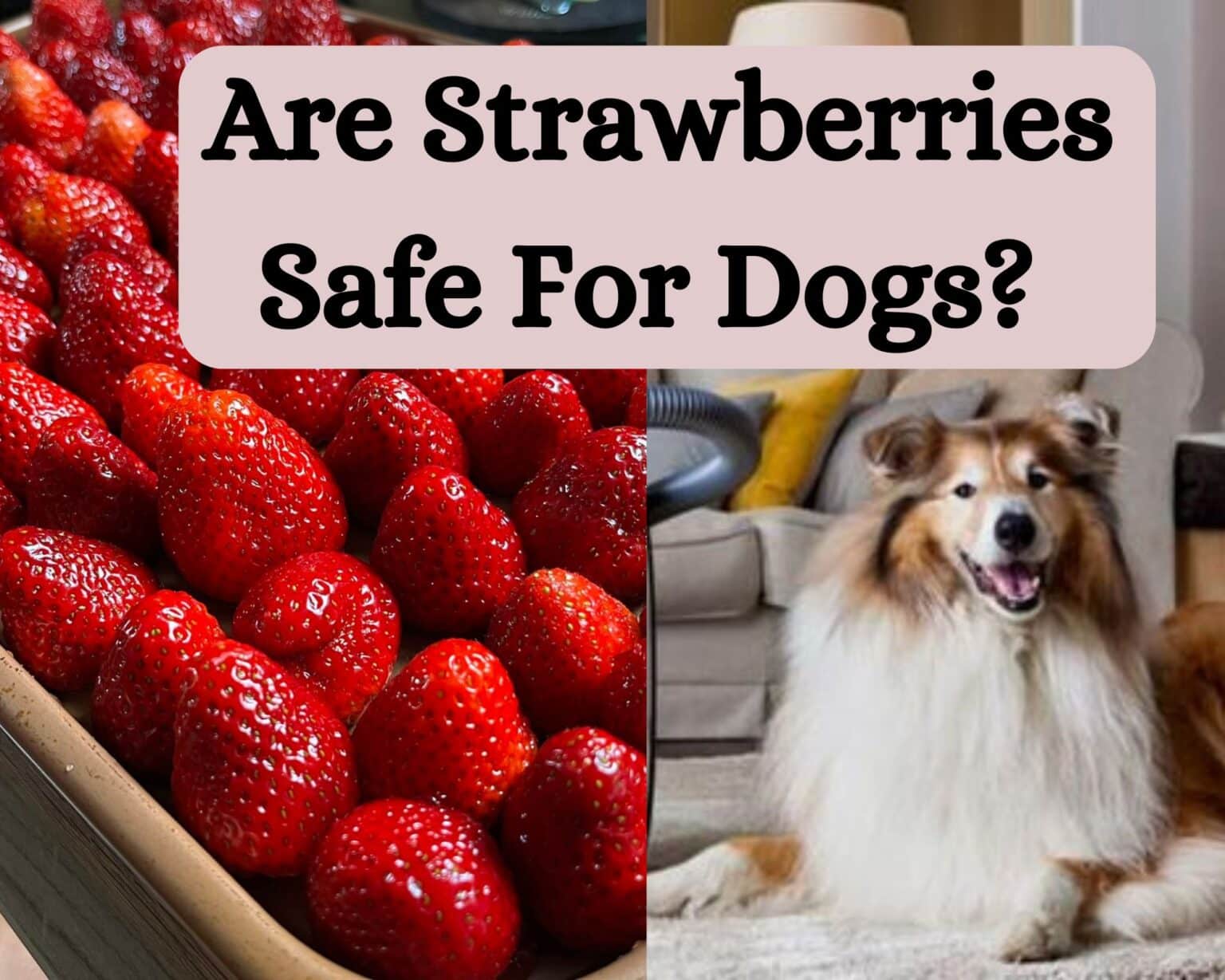 Can Dogs Eat Strawberries?