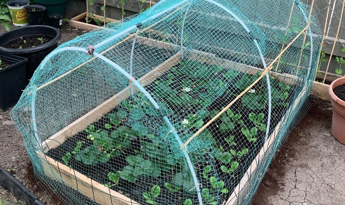 How To Protect Strawberries From Birds