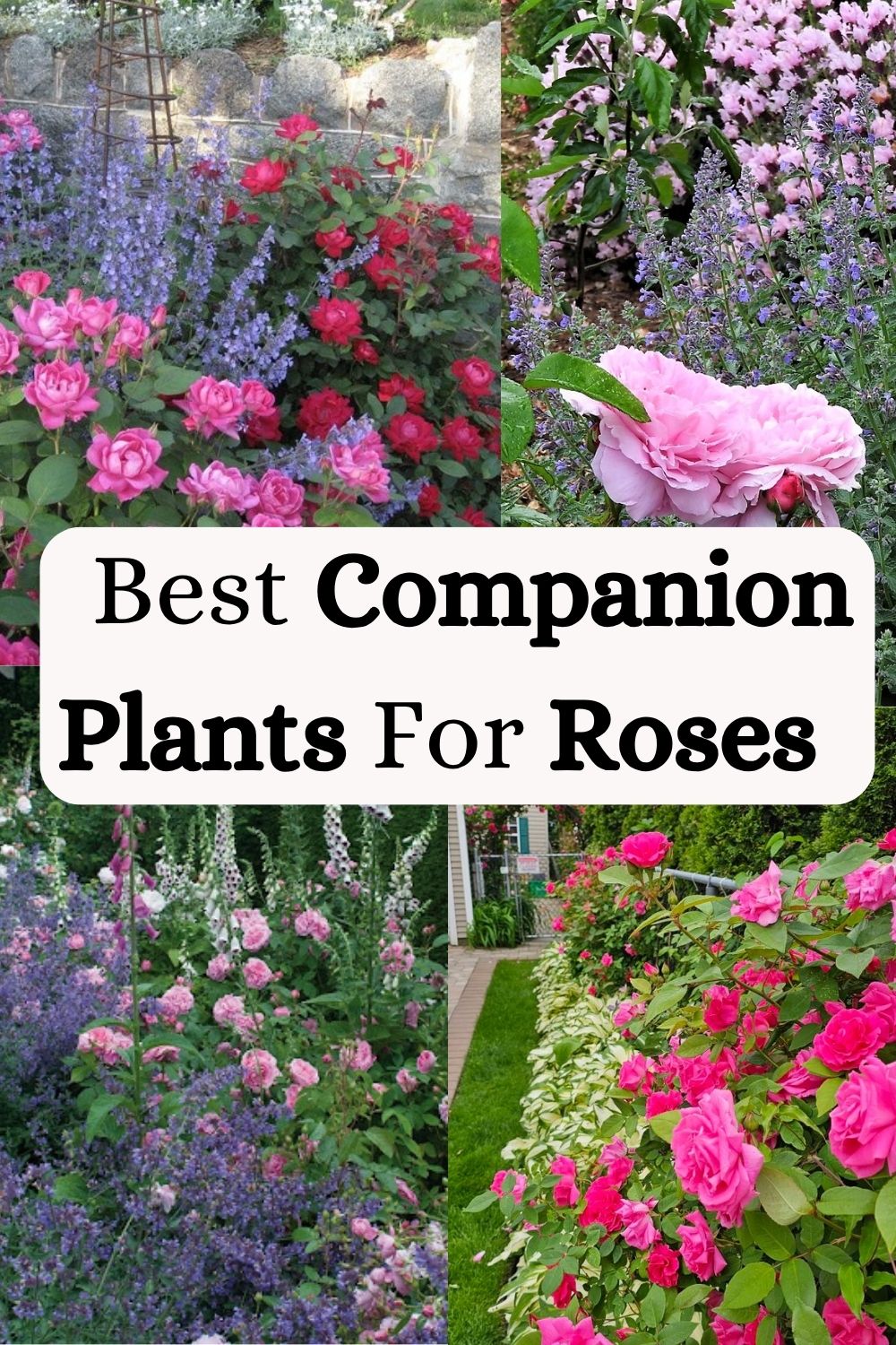 Best Companion Plants For Roses 