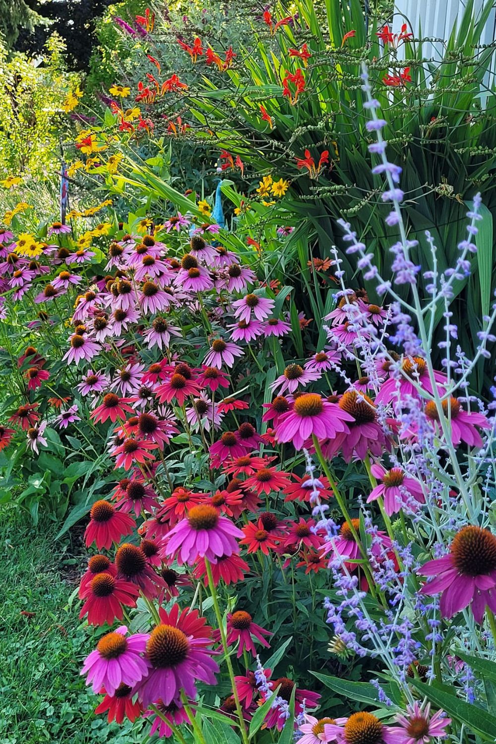 Full Sun Drought Tolerant Perennials