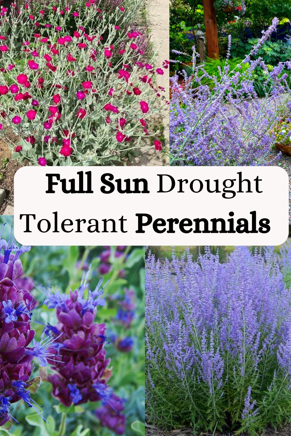 Full Sun Drought Tolerant Perennials