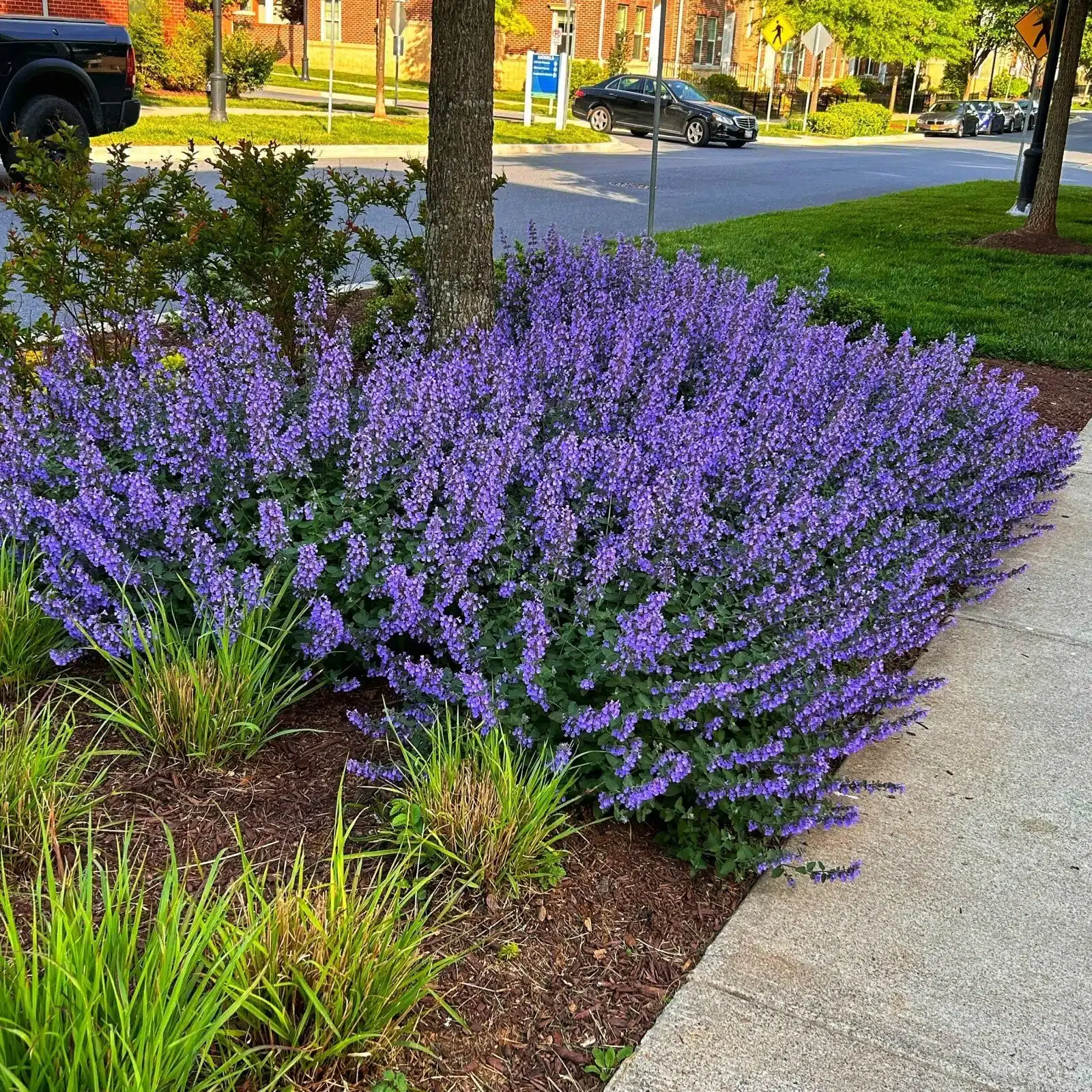 Perennial Flowers That Bloom All Summer Long