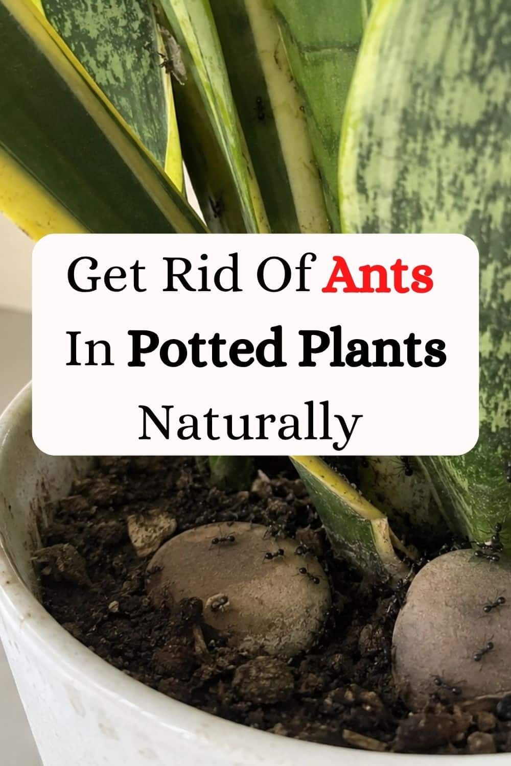 Get Rid Of Ants In Potted Plants Naturally