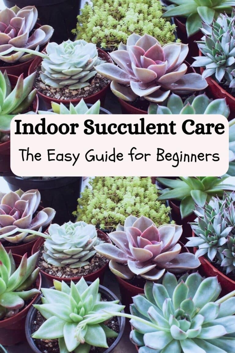 How To Care For Succulents Indoors: A Beginner’s Guide