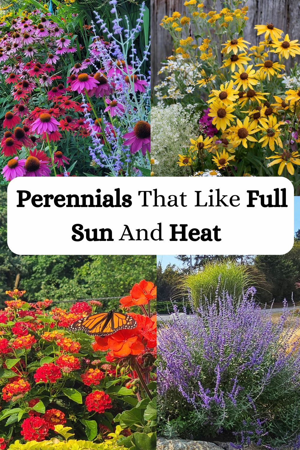 Perennial Plants That Like Full Sun And Heat
