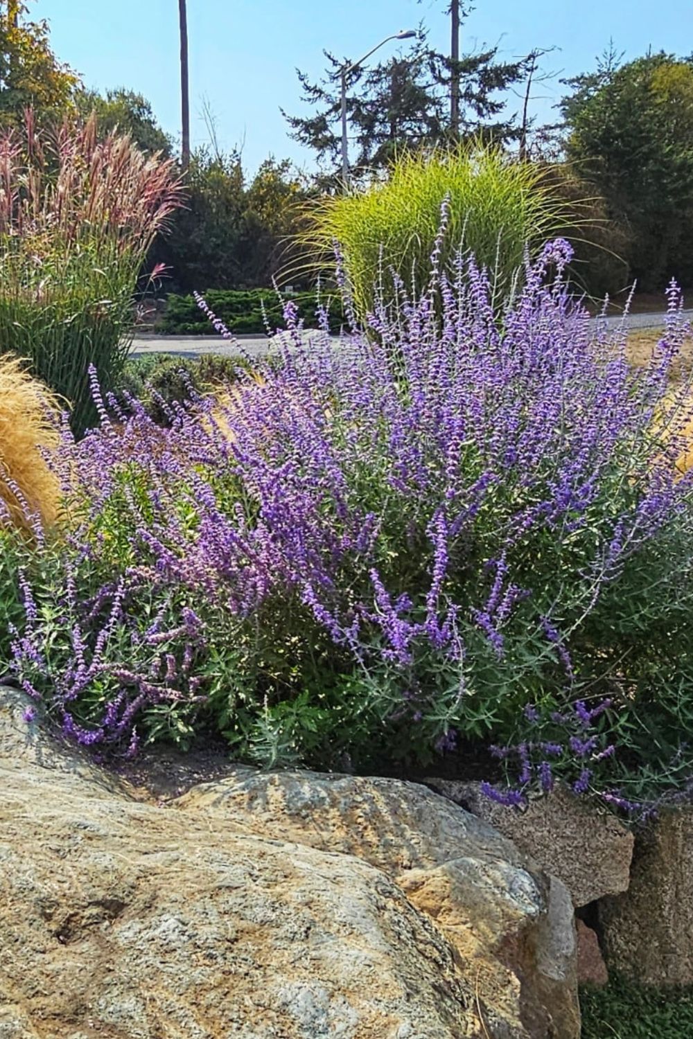 Plants that like full sun and heat