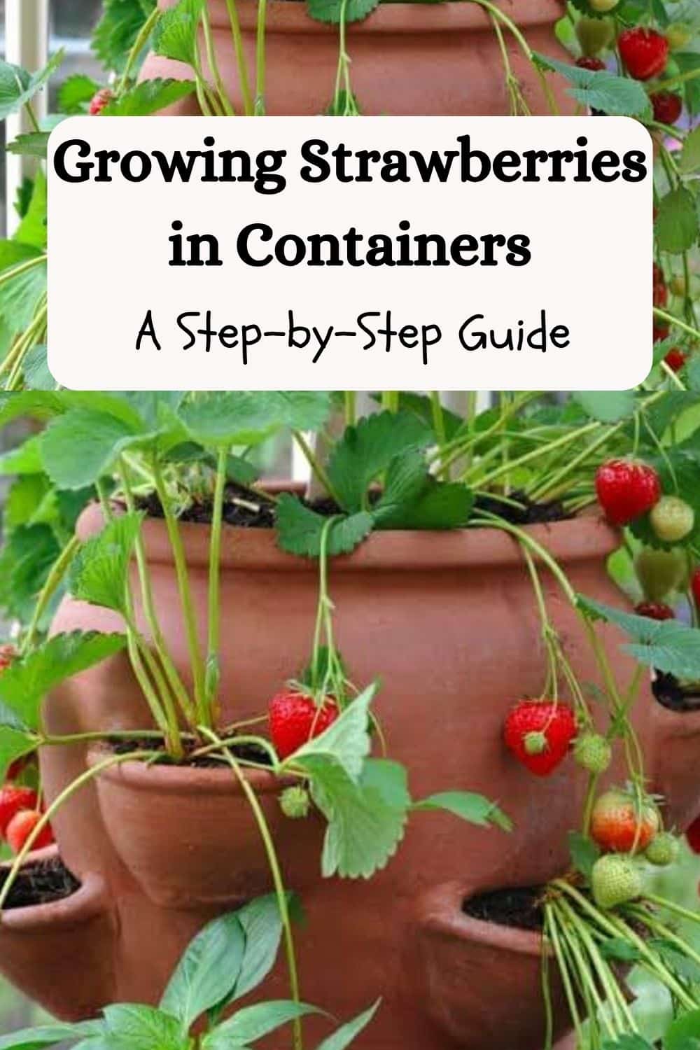 Growing Strawberries in Containers