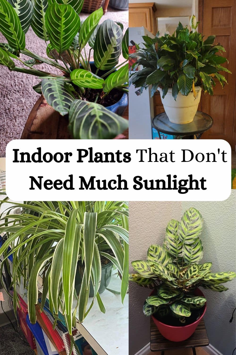 Indoor Plants That Don't Need Much Sunlight
