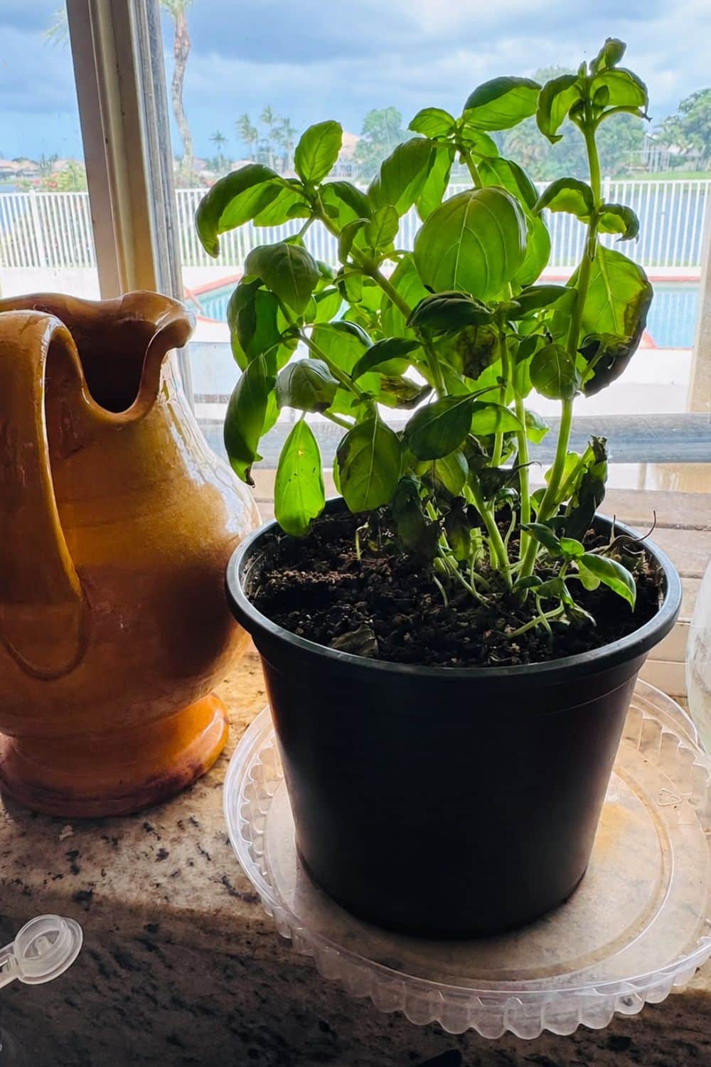 Growing Basil Indoors