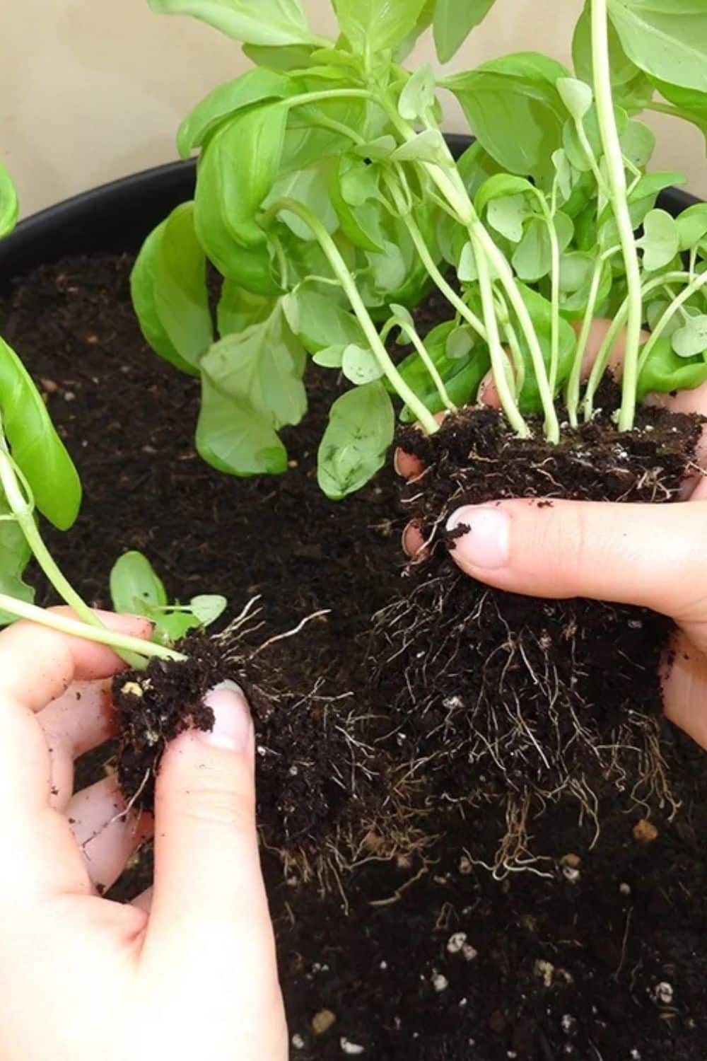 Growing basil from supermarket plant indoors