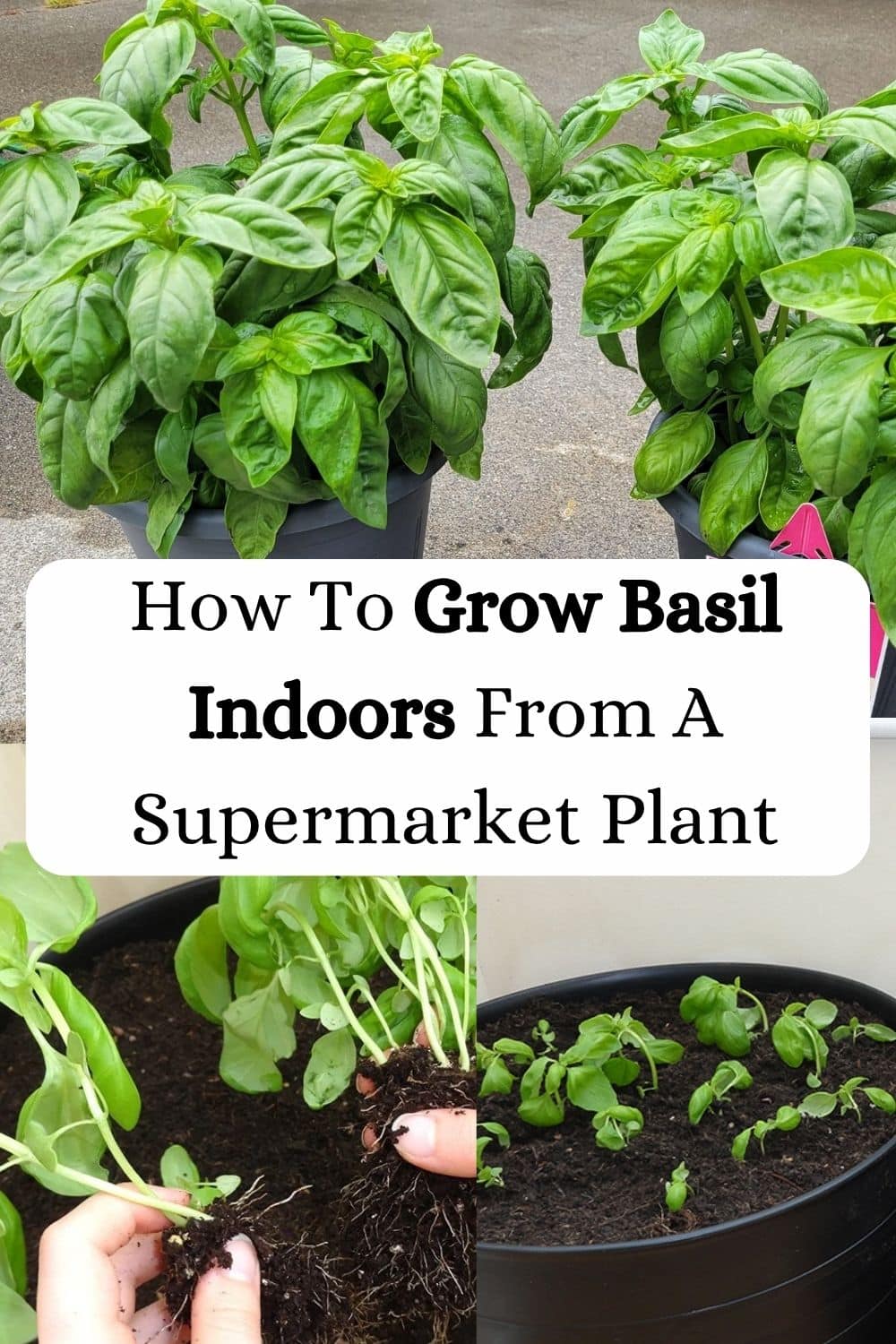 How To Grow Basil Indoors From A Grocery Store Basil Plant