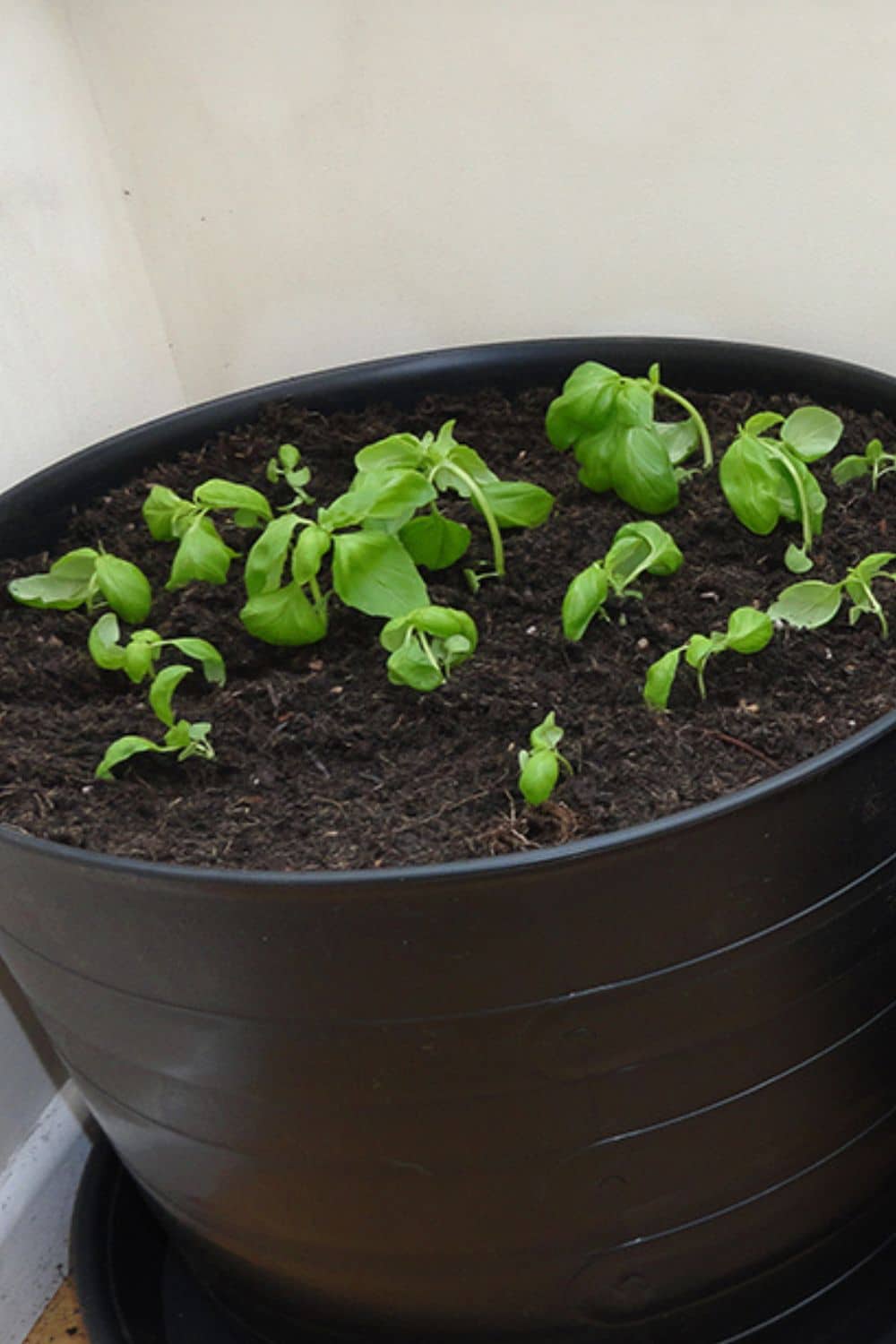 How to Grow Basil Indoors